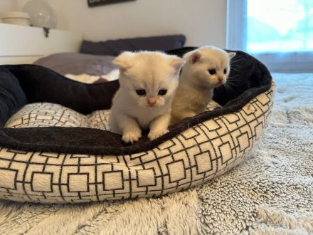 Bkh Babys reinrassig Black Golden und Silver Shaded