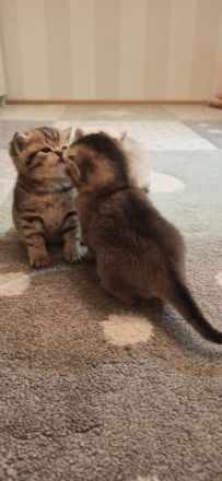 Bkh Babys reinrassig Black Golden und Silver Shaded