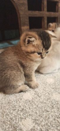 Bkh Babys reinrassig Black Golden und Silver Shaded