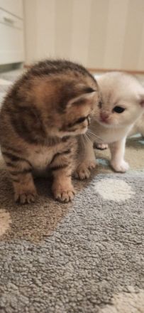 Bkh Babys reinrassig Black Golden und Silver Shaded