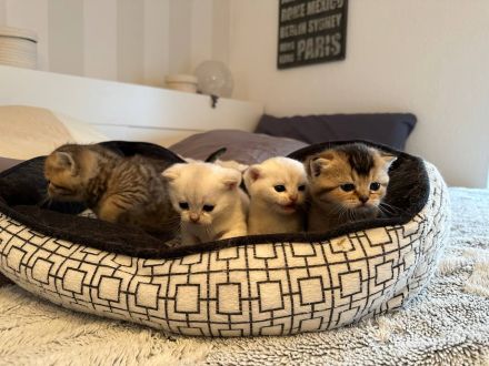 Bkh Babys reinrassig Black Golden und Silver Shaded