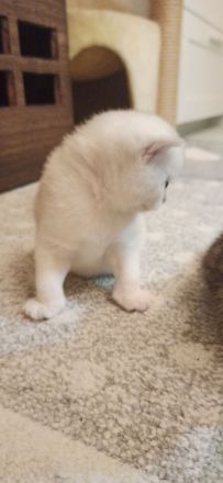 Bkh Babys reinrassig Black Golden und Silver Shaded