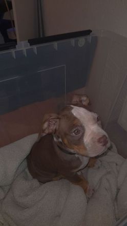 Süßer Hunde Welpe zu verkaufen