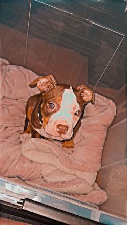 Süßer Hunde Welpe zu verkaufen