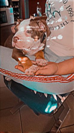 Süßer Hunde Welpe zu verkaufen