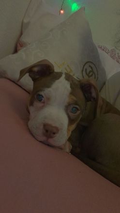 Süßer Hunde Welpe zu verkaufen