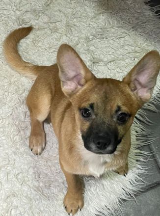 Bieten Welpen an 4Monate