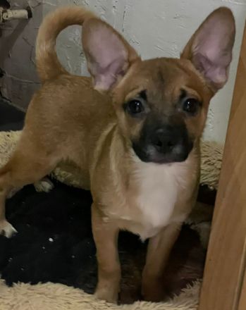 Bieten Welpen an 4Monate