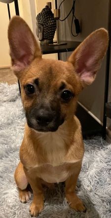 Bieten Welpen an 4Monate