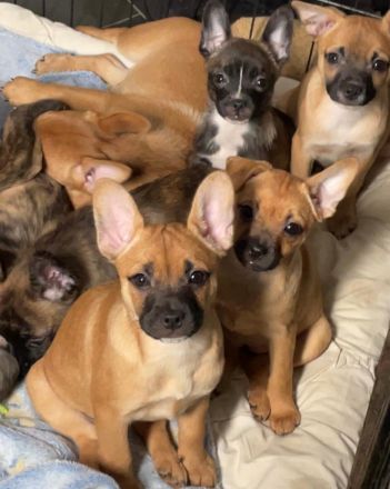 Bieten Welpen an 4Monate