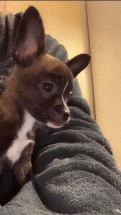 Bieten Welpen an 4Monate