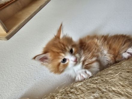 Reinrassige Maine Coon