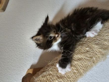 Reinrassige Maine Coon