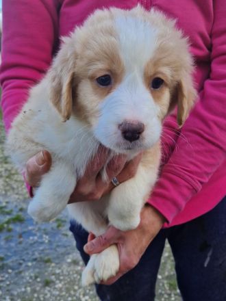 Australien Shapert Welpen