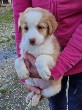 Australien Shapert Welpen