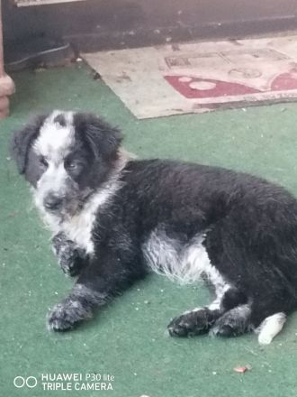 Australien Shepherd Mudi Mix Welpen