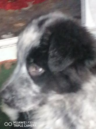 Australien Shepherd Mudi Mix Welpen