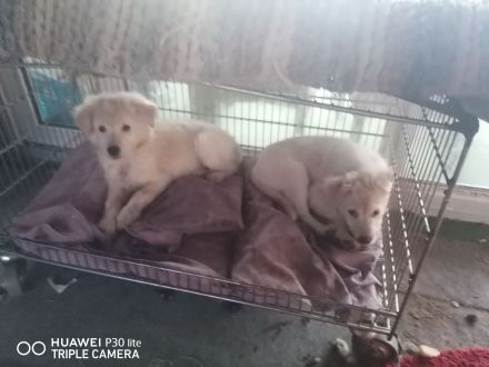 Australien Shepherd Mudi Mix Welpen