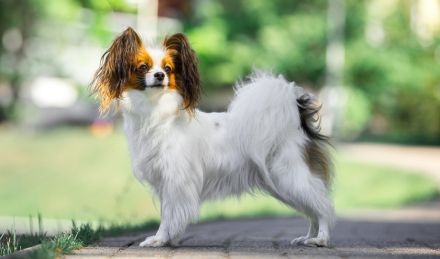 Niedliche Papillon-Welpen (Rüden).