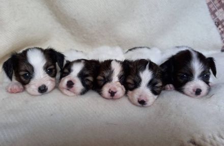 Niedliche Papillon-Welpen (Rüden).