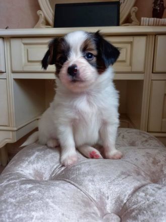 Niedliche Papillon-Welpen (Rüden).