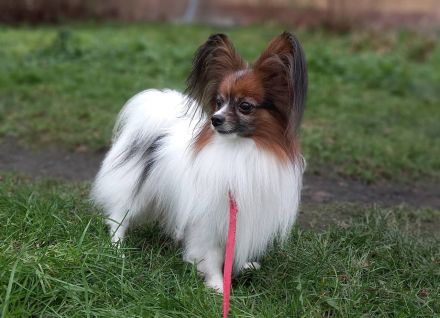 Niedliche Papillon-Welpen (Rüden).