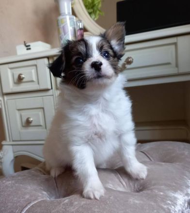 Niedliche Papillon-Welpen (Rüden).