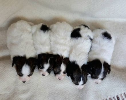 Niedliche Papillon-Welpen (Rüden).