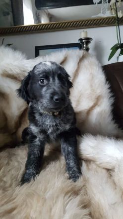 Australien Shepherd Mudi Mix Welpen