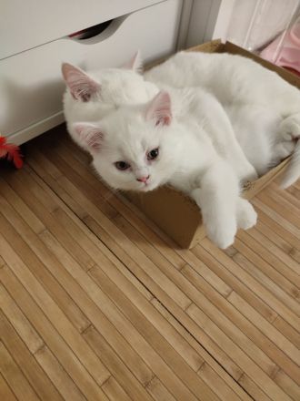 Kitten BKH (männlich-weiss)