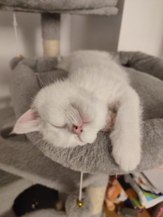 Kitten BKH (männlich-weiss)