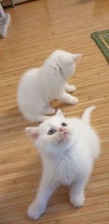 Kitten BKH (männlich-weiss)