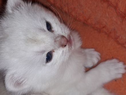 Kitten BKH zum Reservierung