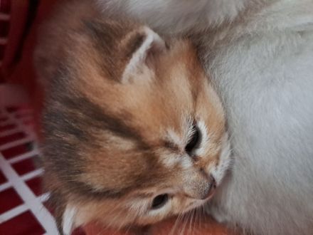 Kitten BKH zum Reservierung