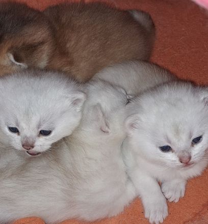 Kitten BKH zum Reservierung