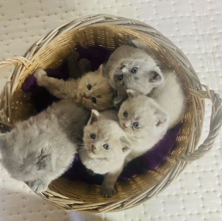 reinrassige Bkh Kitten