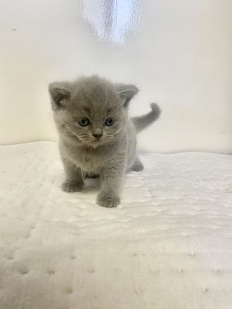 reinrassige Bkh Kitten