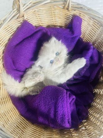 reinrassige Bkh Kitten