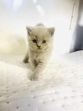 reinrassige Bkh Kitten