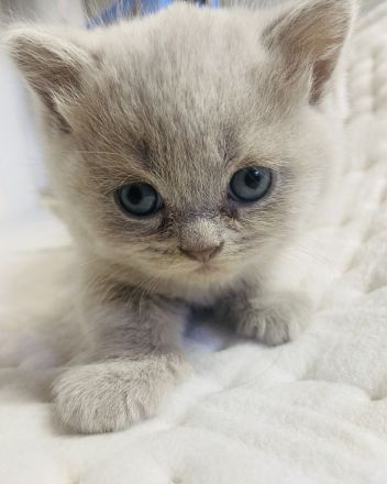 reinrassige Bkh Kitten