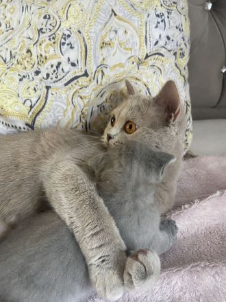 reinrassige Bkh Kitten