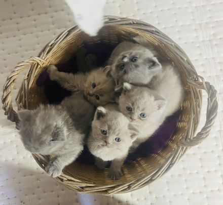 reinrassige Bkh Kitten