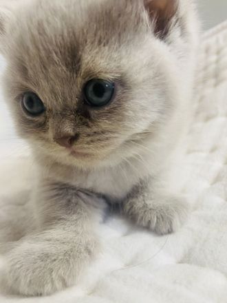 reinrassige Bkh Kitten