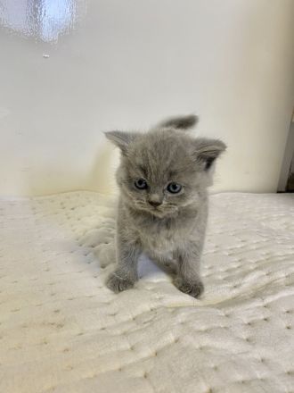 reinrassige Bkh Kitten