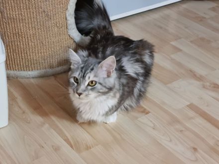 Maine coon abzugeben