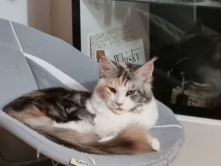 Maine coon abzugeben