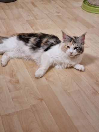 Maine coon abzugeben