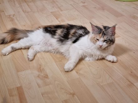 Maine coon abzugeben