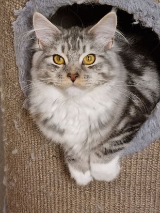 Maine coon abzugeben