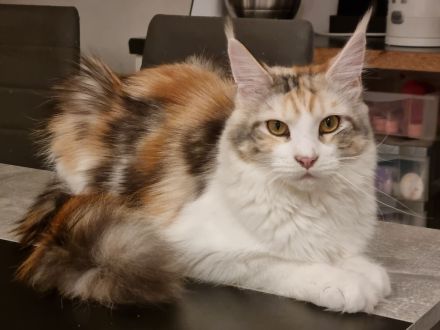 Maine coon abzugeben